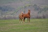 Filename=DSC_0397.jpg
Filesize=416KB
Dimensions=1024x680
Date added=Apr 17, 2012 DSC_0397.jpg
